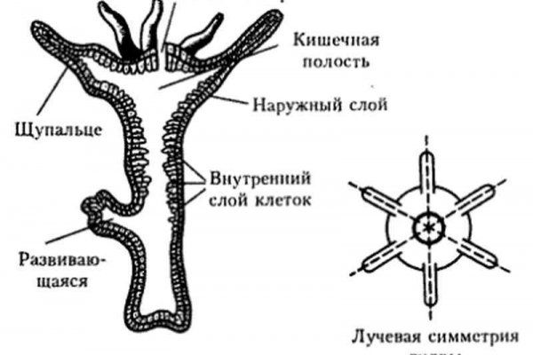 Кракен сайт kr2web in зеркало рабочее